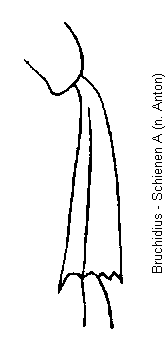 bruchidius_schna.gif
