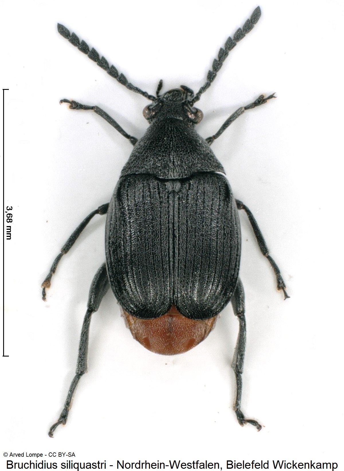 bruchidius_siliquastri_ck29586323_hab.jpg