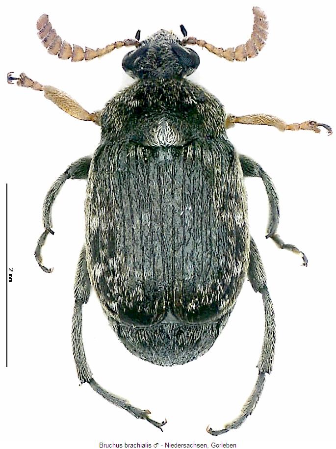 bruchus_brachialis_hab.jpg