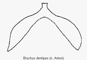 bruchus_dentipes_ster.gif