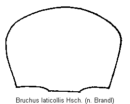 bruchus_laticollis_hsch.gif
