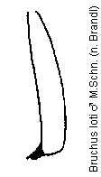 bruchus_loti_mschn.gif