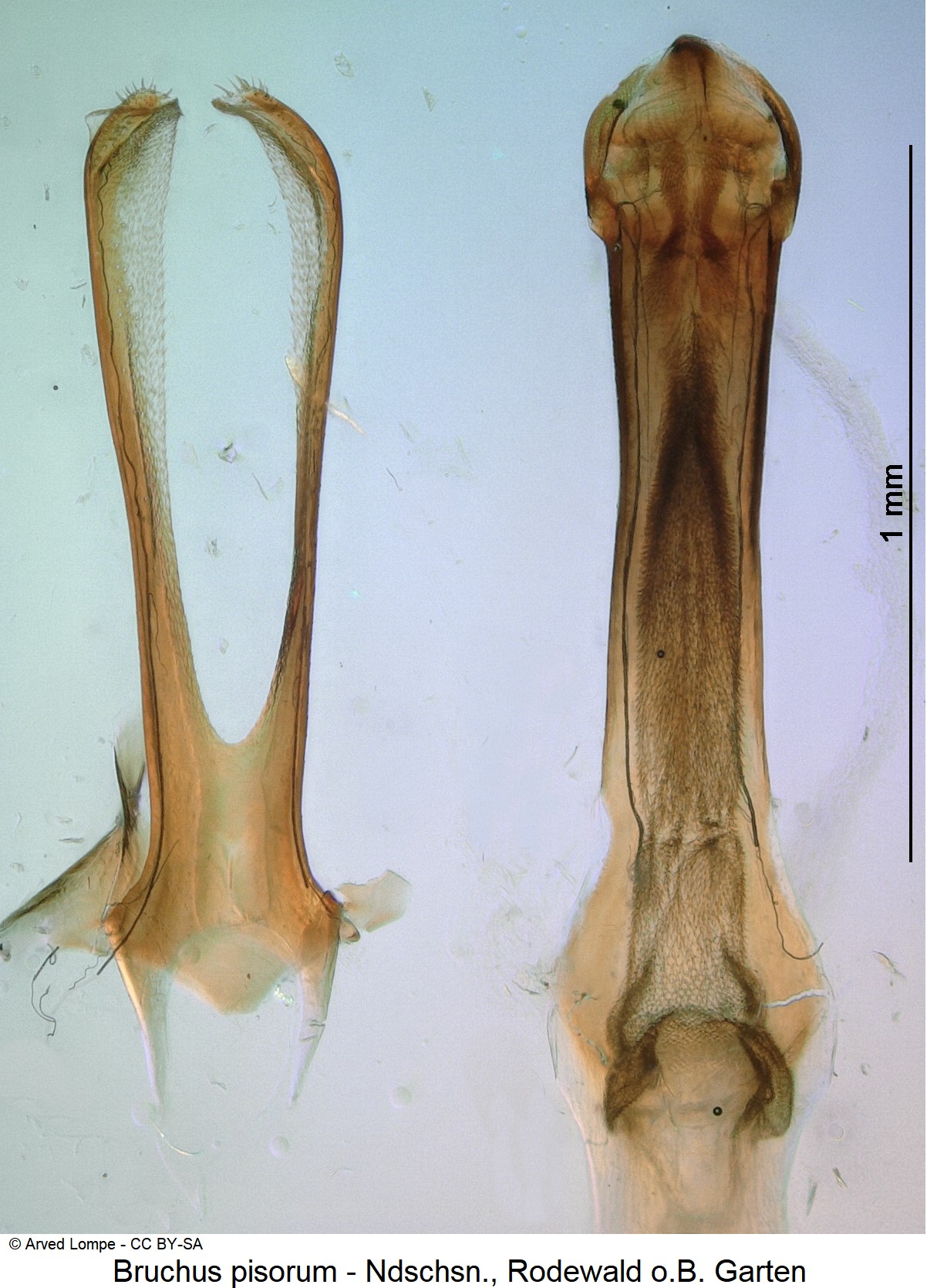 bruchus_pisorum_ck34108920-1.jpg