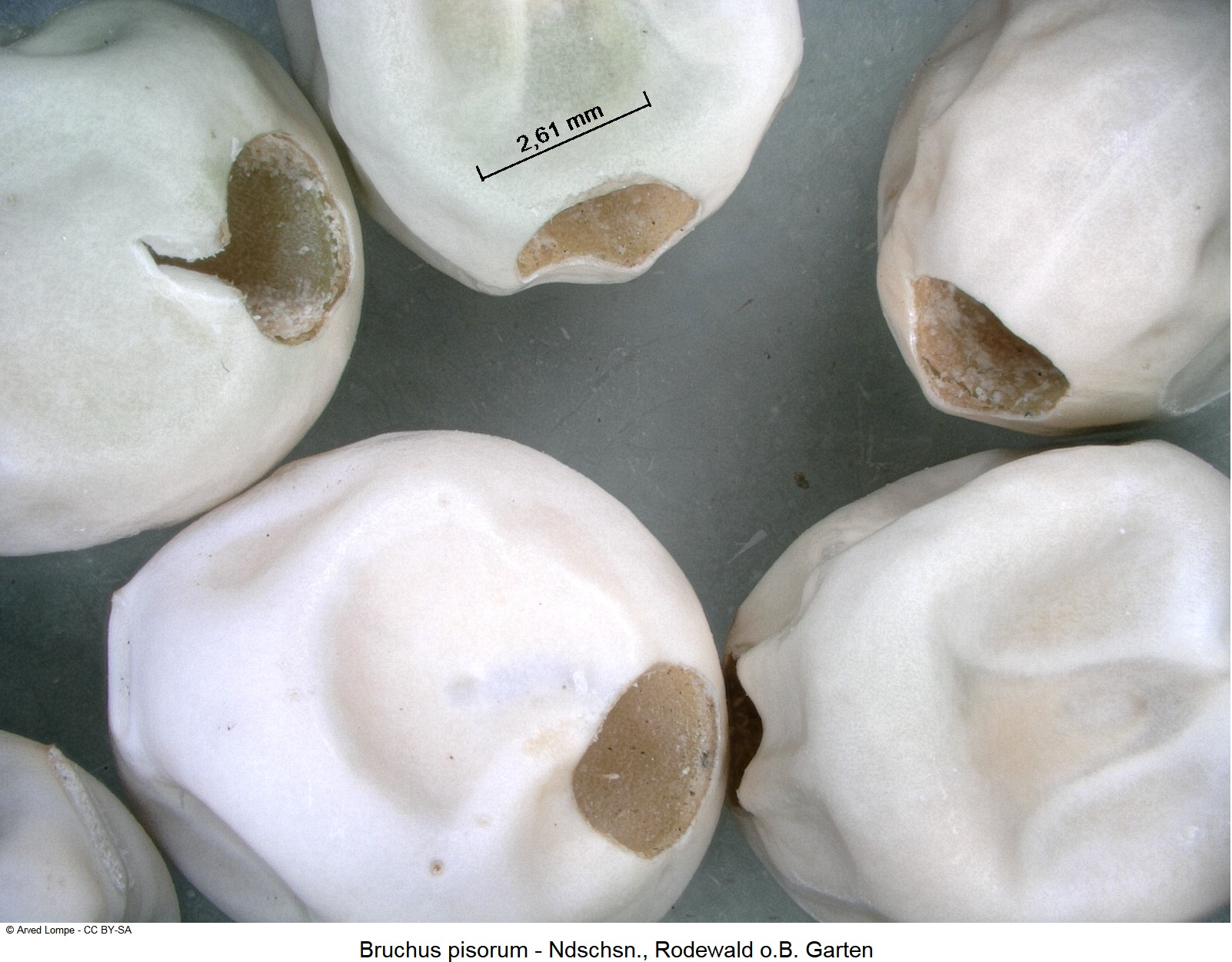 bruchus_pisorum_ck34108920_fr.jpg