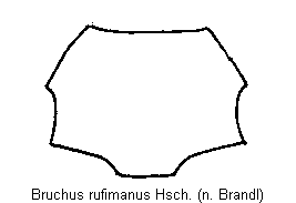 bruchus_rufimanus_hsch.gif