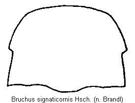 bruchus_signaticornis_hsch.gif