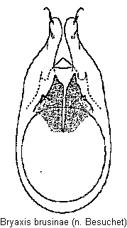 bryaxis_brusinae.gif
