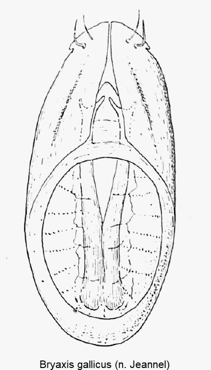 bryaxis_gallicus.gif