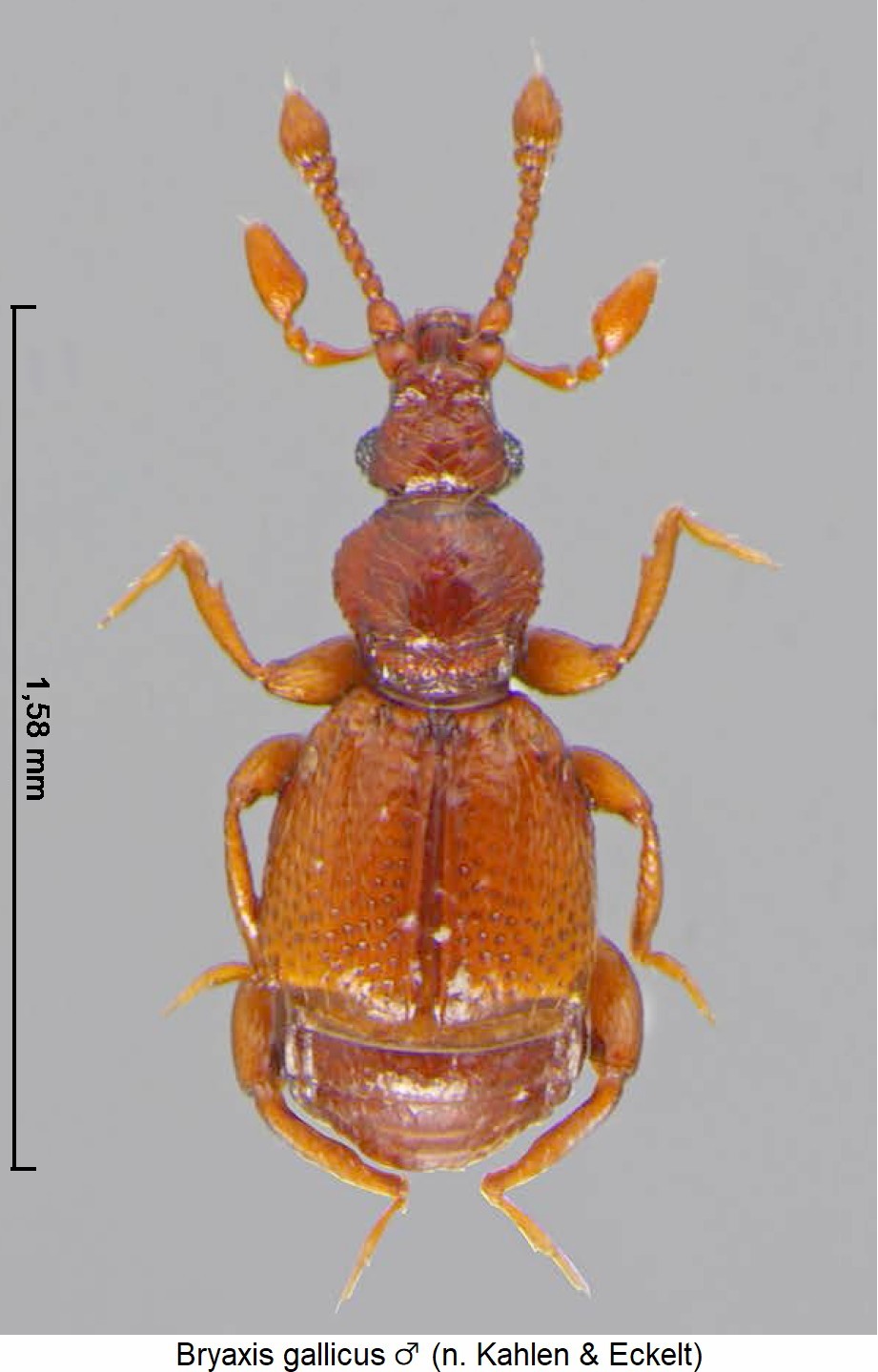 bryaxis_gallicus_m_hab.jpg