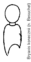bryaxis_konecznii_f.gif