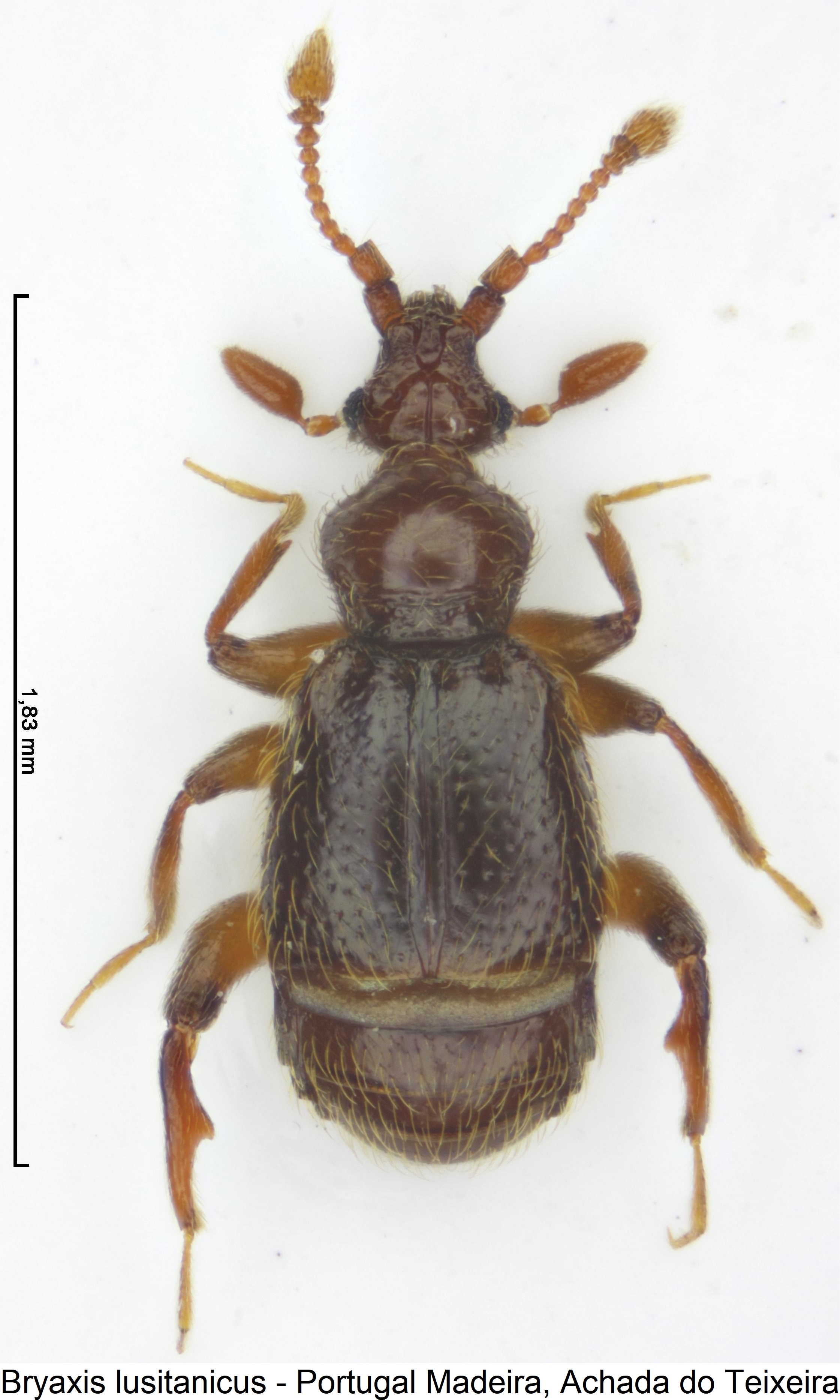 bryaxis_lusitanicus_hab.jpg