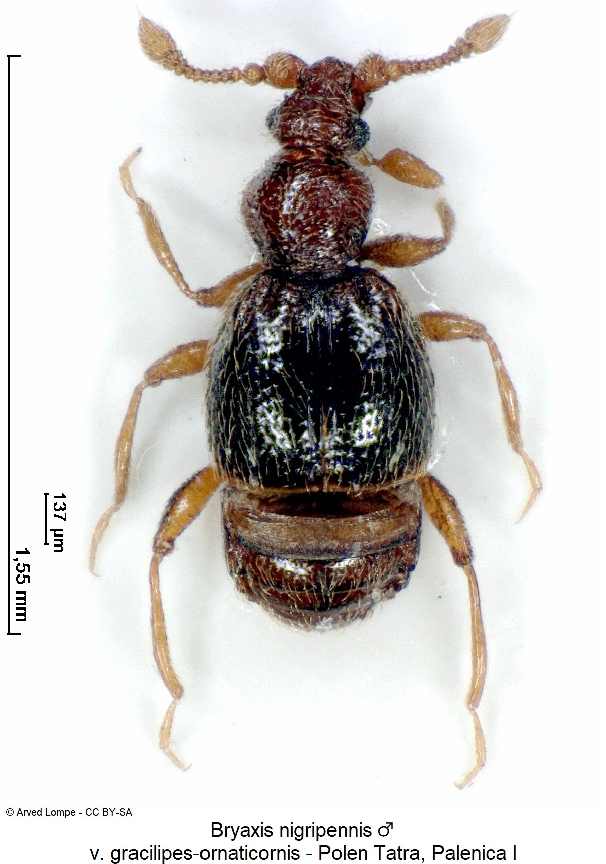 bryaxis_nigripennis_m_ck34336562_hab.jpg