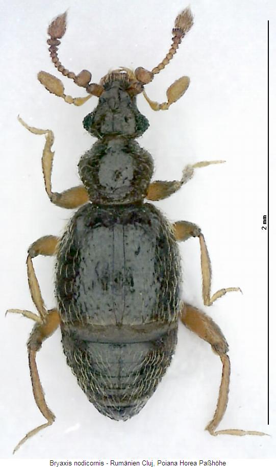 bryaxis_nodicornis_hab.jpg