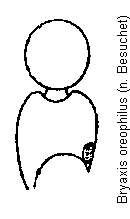 bryaxis_oreophilus_f.gif