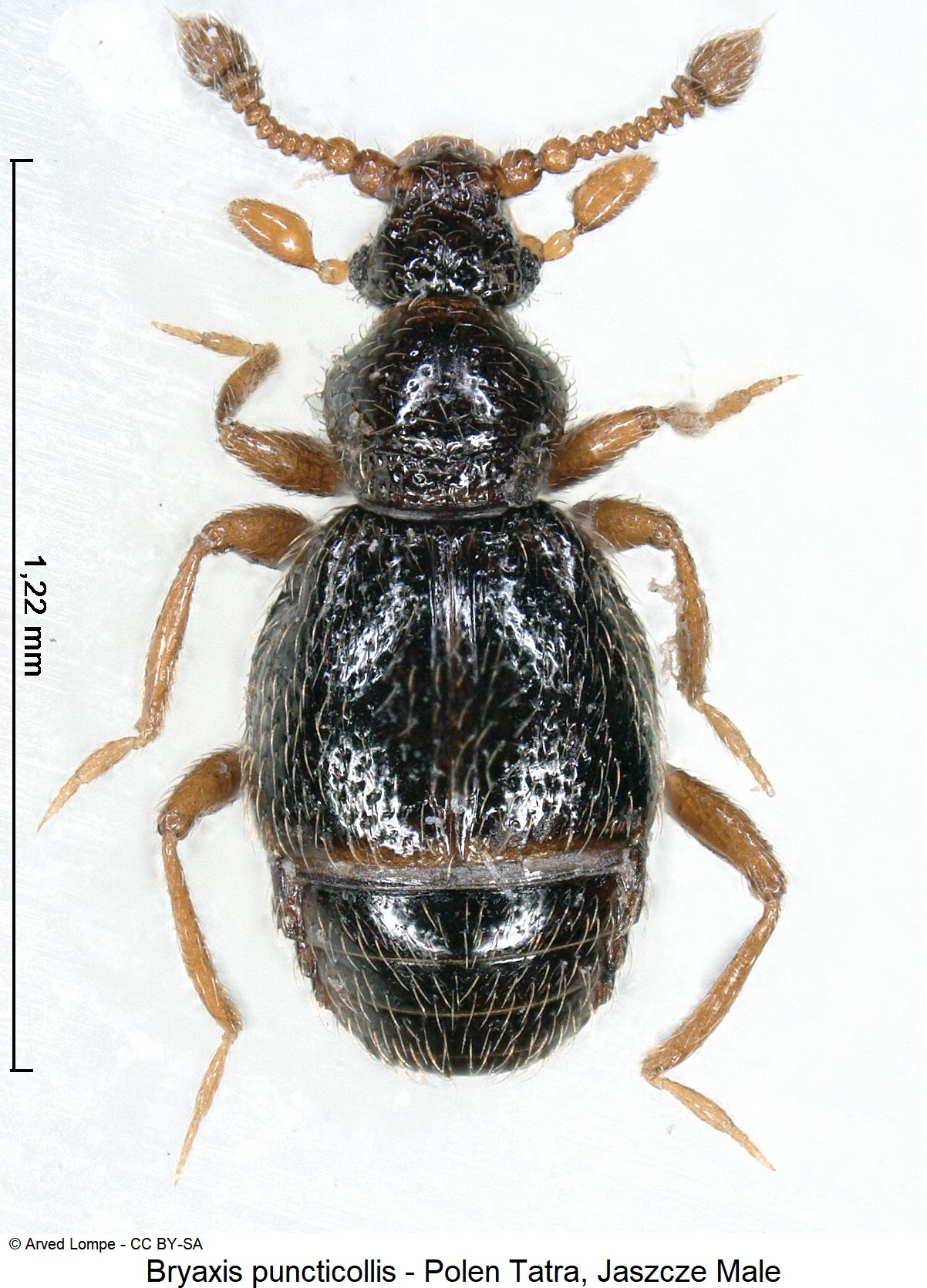 bryaxis_puncticollis_ck34326271_hab.jpg