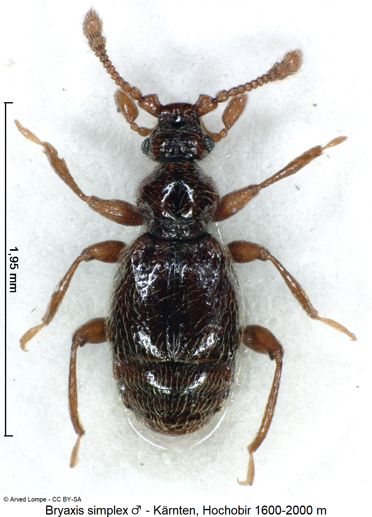 bryaxis_simplex_m_ck6056_hab.jpg