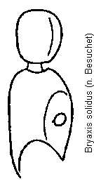 bryaxis_solidus_f.gif