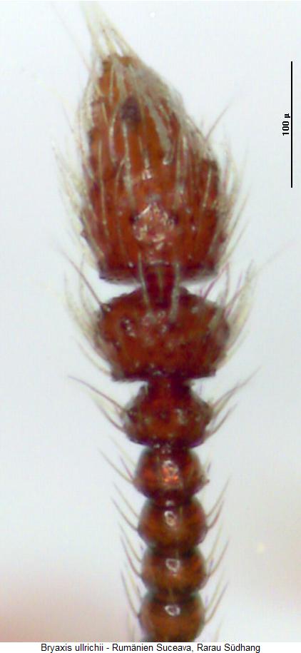 bryaxis_ullrichii_f.jpg