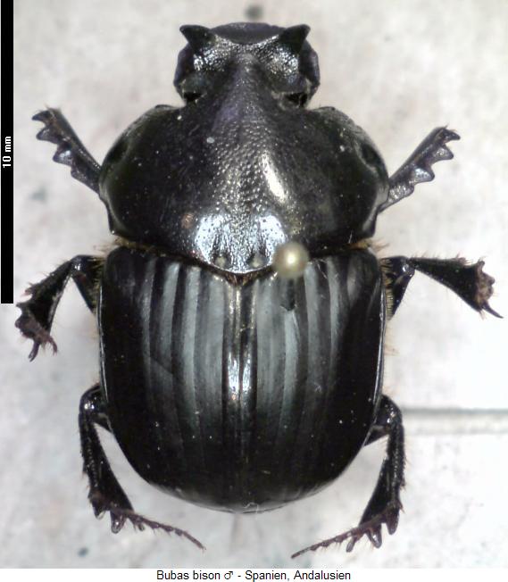 bubas_bison_hab.jpg