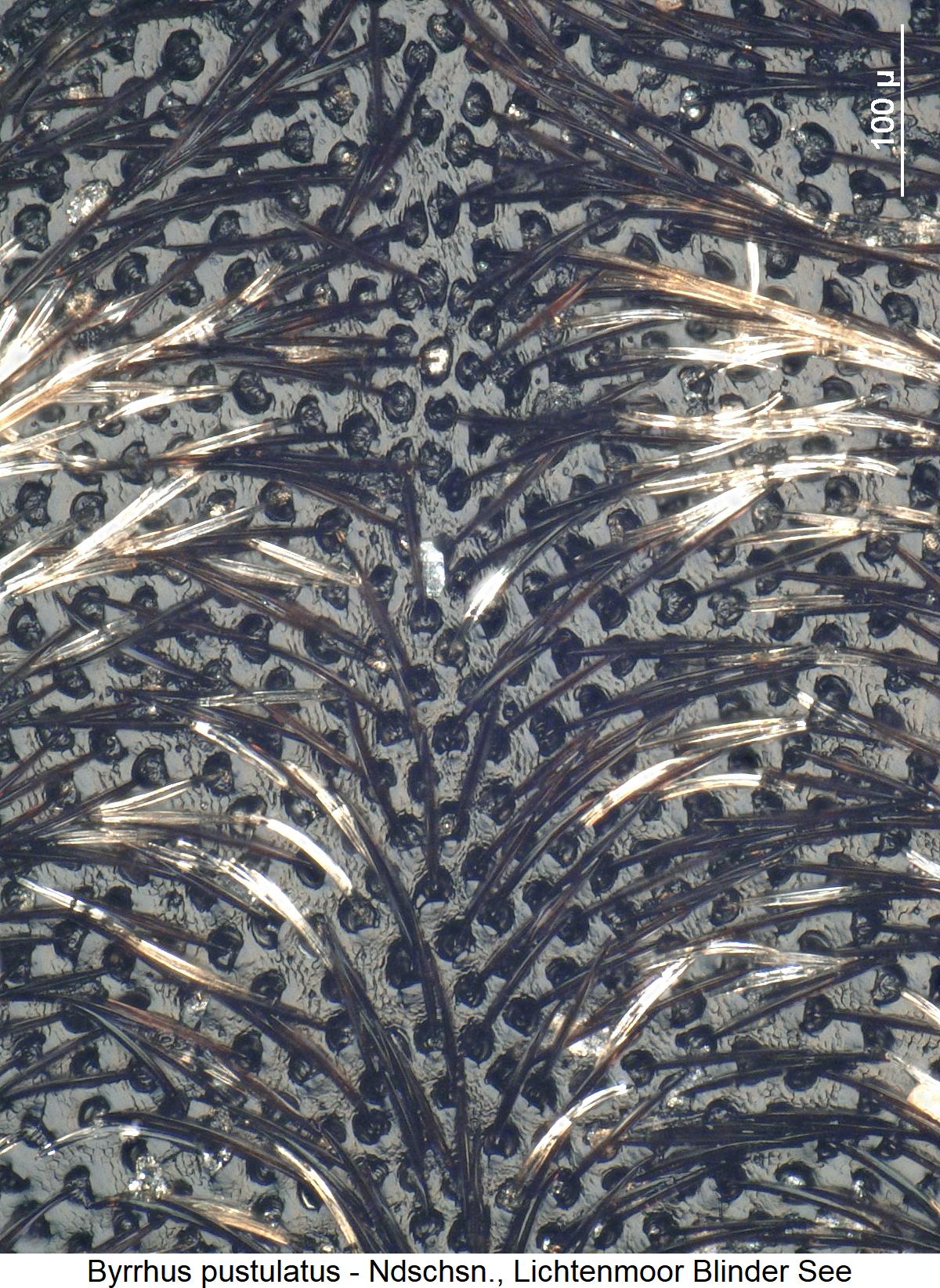 byrrhus_pustulatus_hsch_ms.jpg