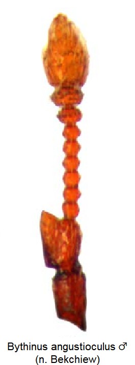 bythinus_angustioculus_m_f.jpg