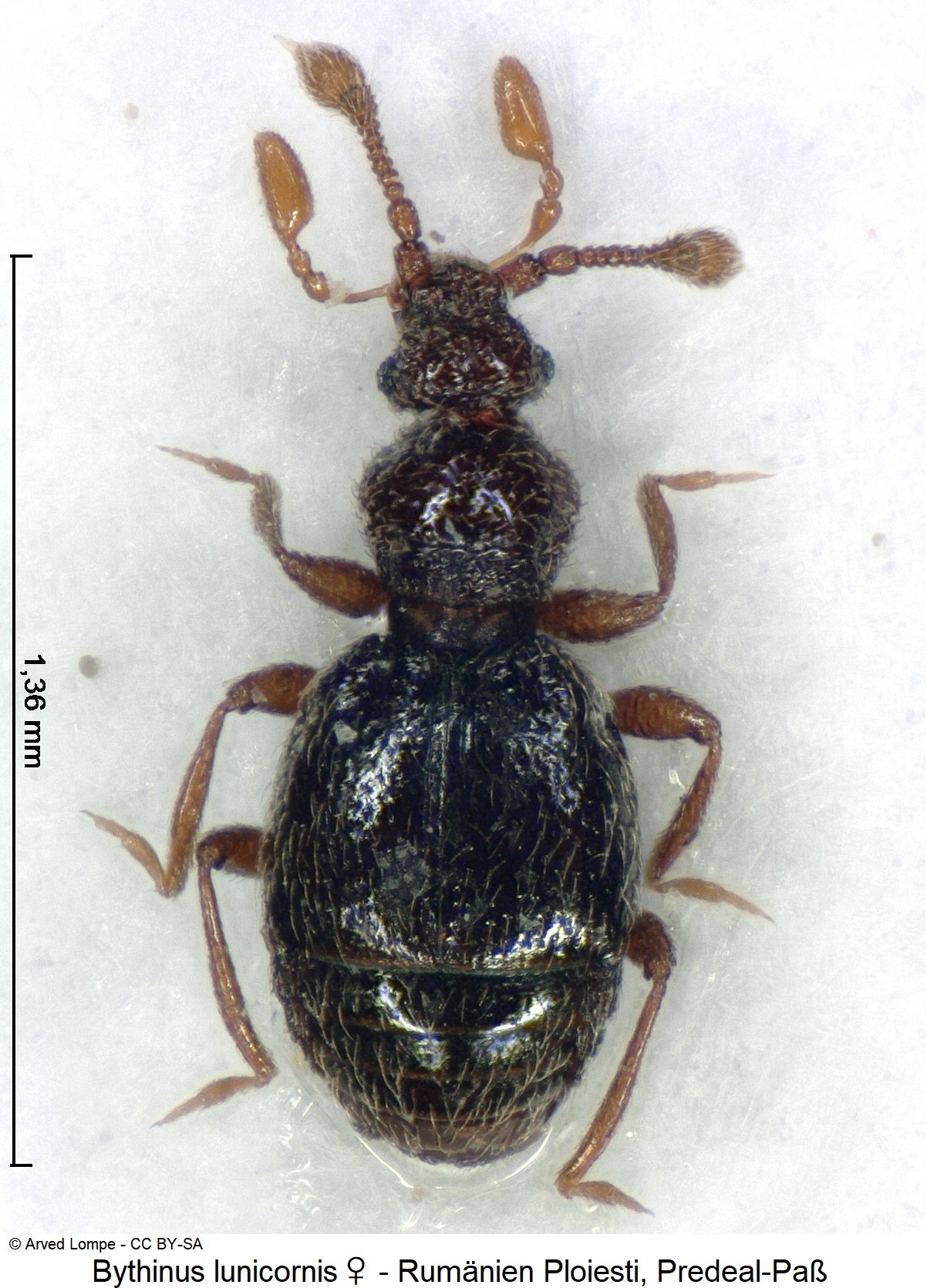 bythinus_lunicornis_w_hab.jpg