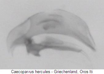 caecoparvus_hercules.jpg