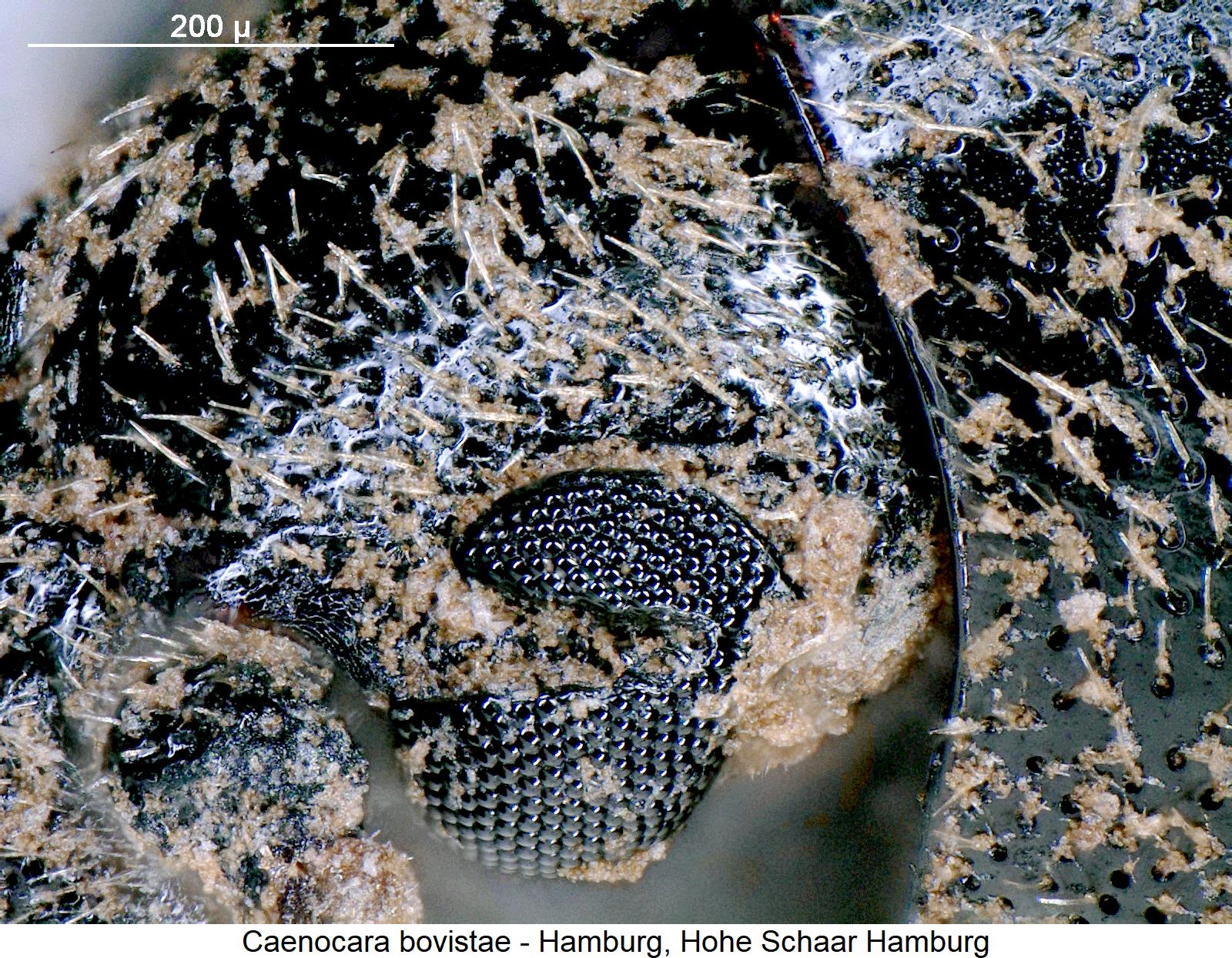 caenocara_bovistae_k.jpg