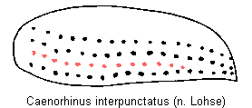 caenorhinus_interpunctatus_fld.gif