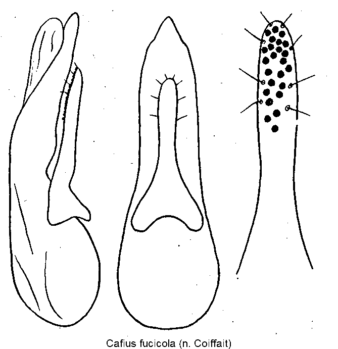cafius_fucicola.gif