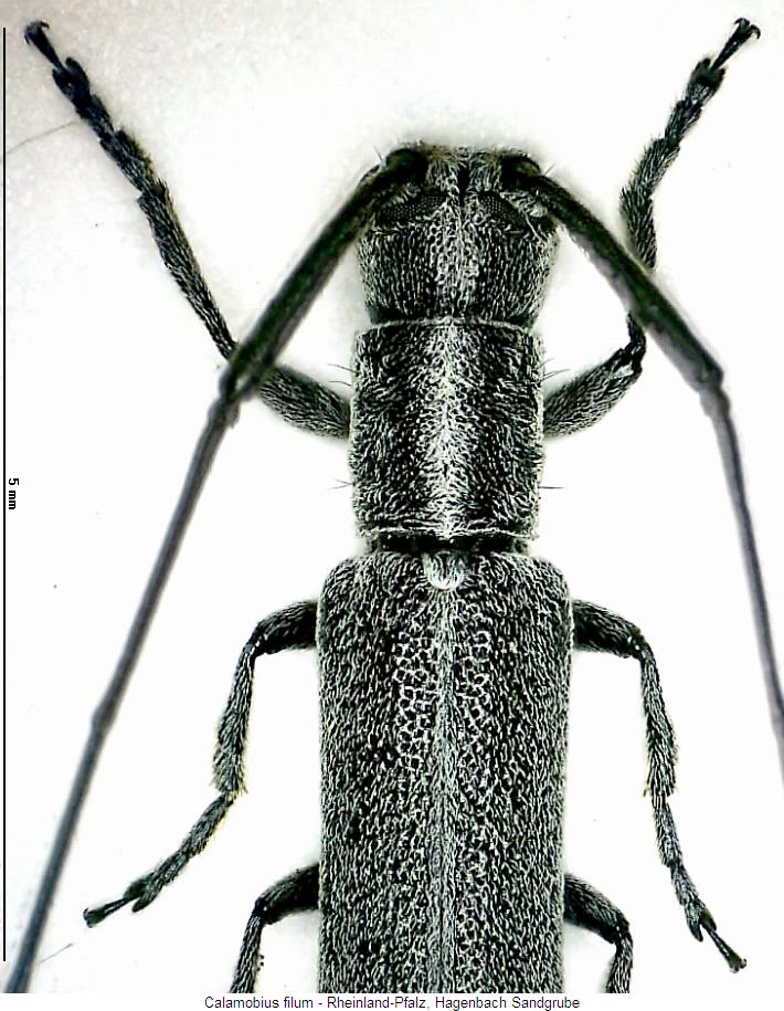 calamobius_filum_vk.jpg