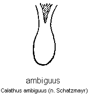 calathus_ambiguus.gif