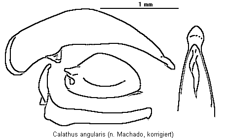calathus_angularis.gif