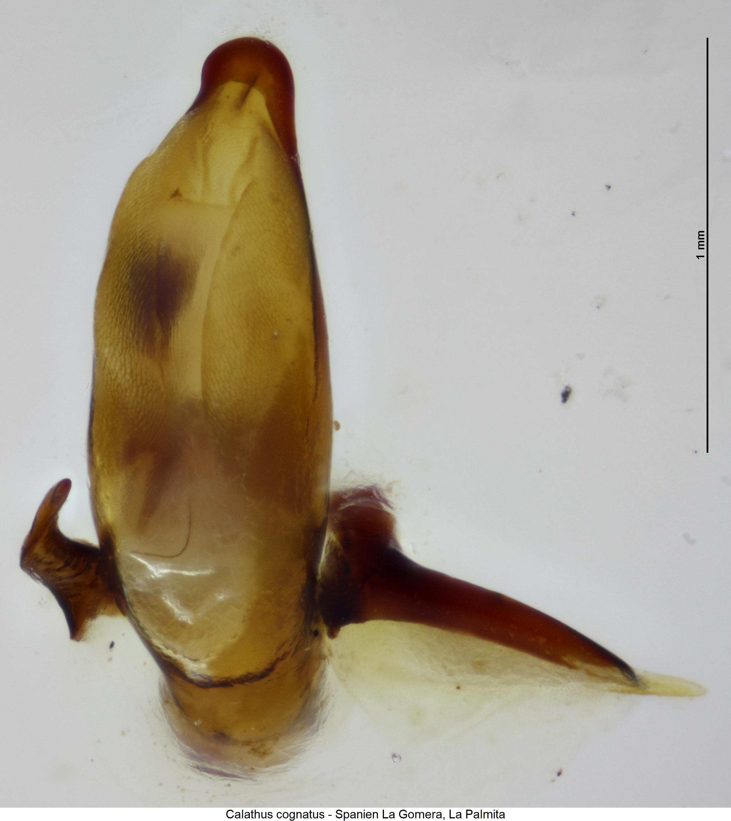 calathus_cognatus.jpg