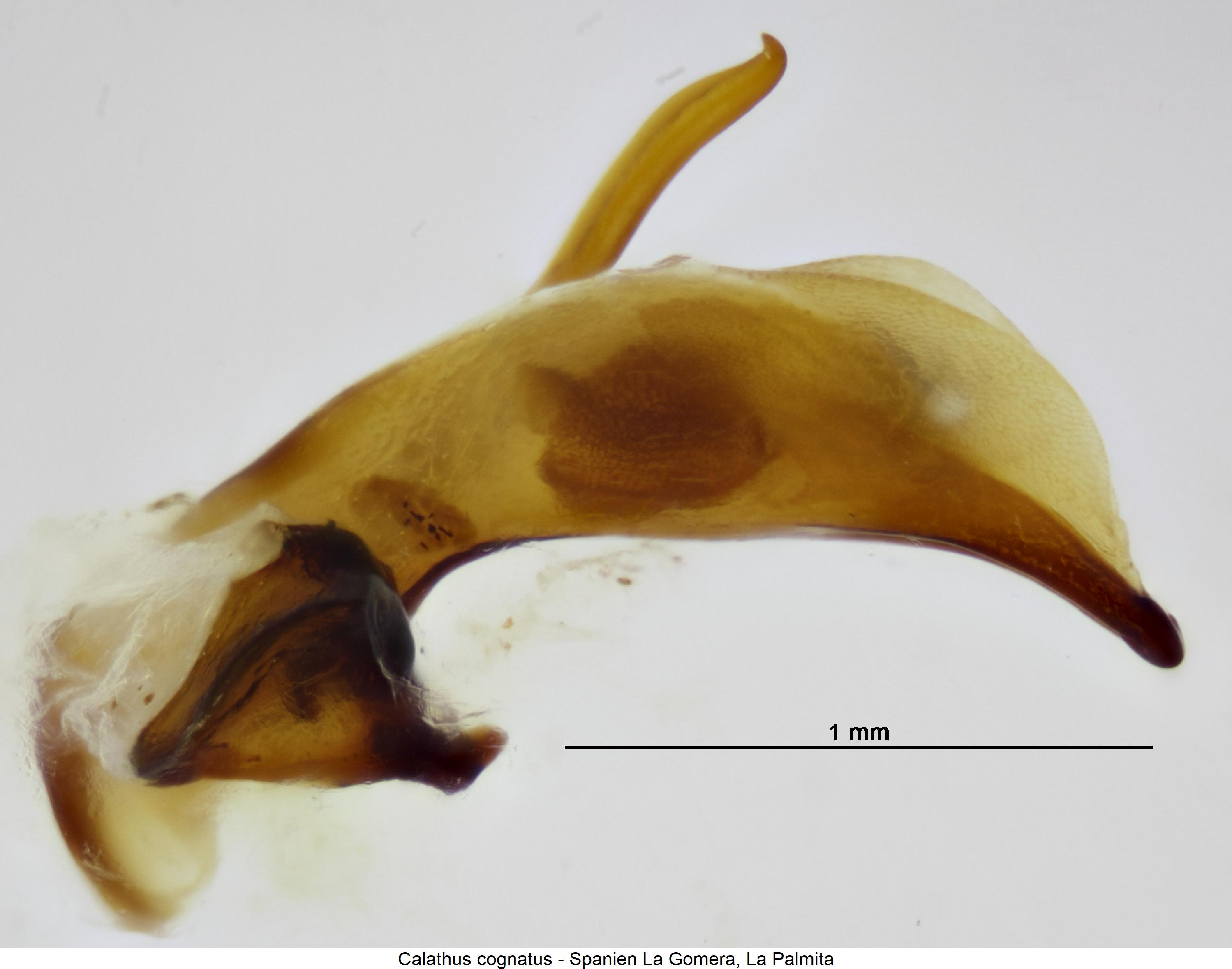 calathus_cognatus2.jpg
