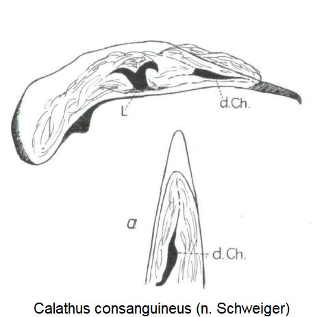 calathus_consanguineus.jpg