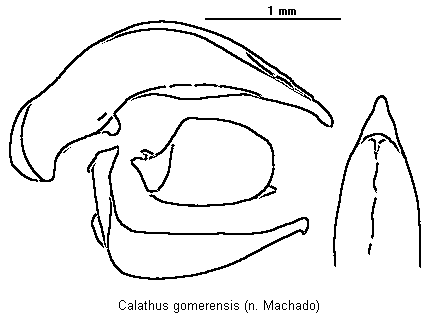 calathus_gomerensis.gif