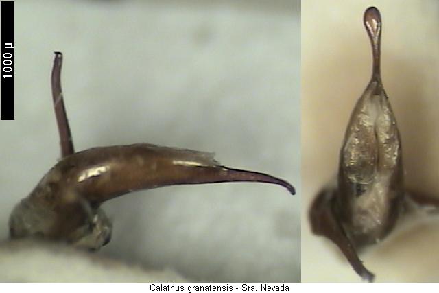 calathus_granatensis.jpg
