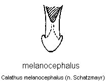calathus_melanocephalus.gif