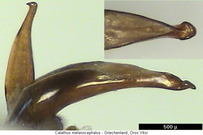 calathus_melanocephalus.jpg