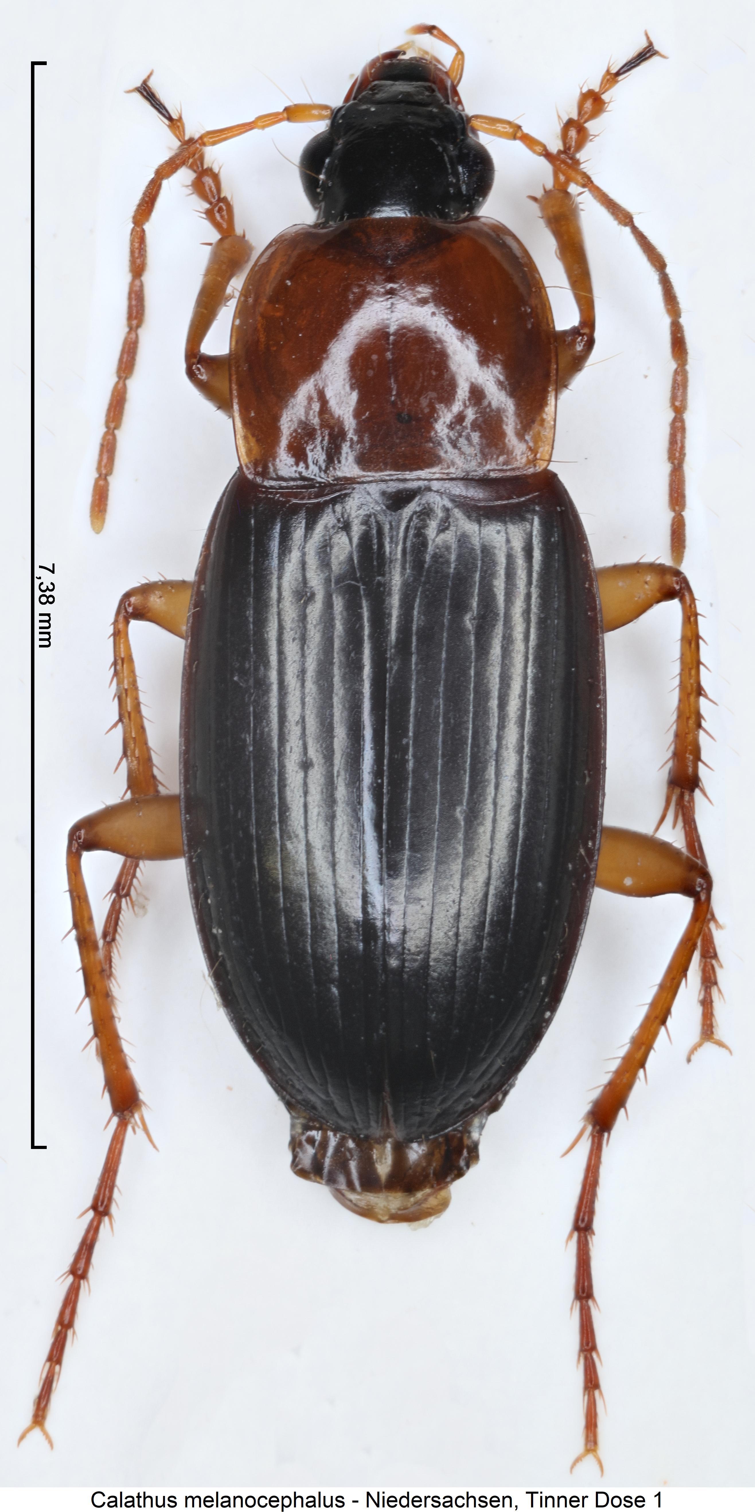 calathus_melanocephalus_hab1.jpg