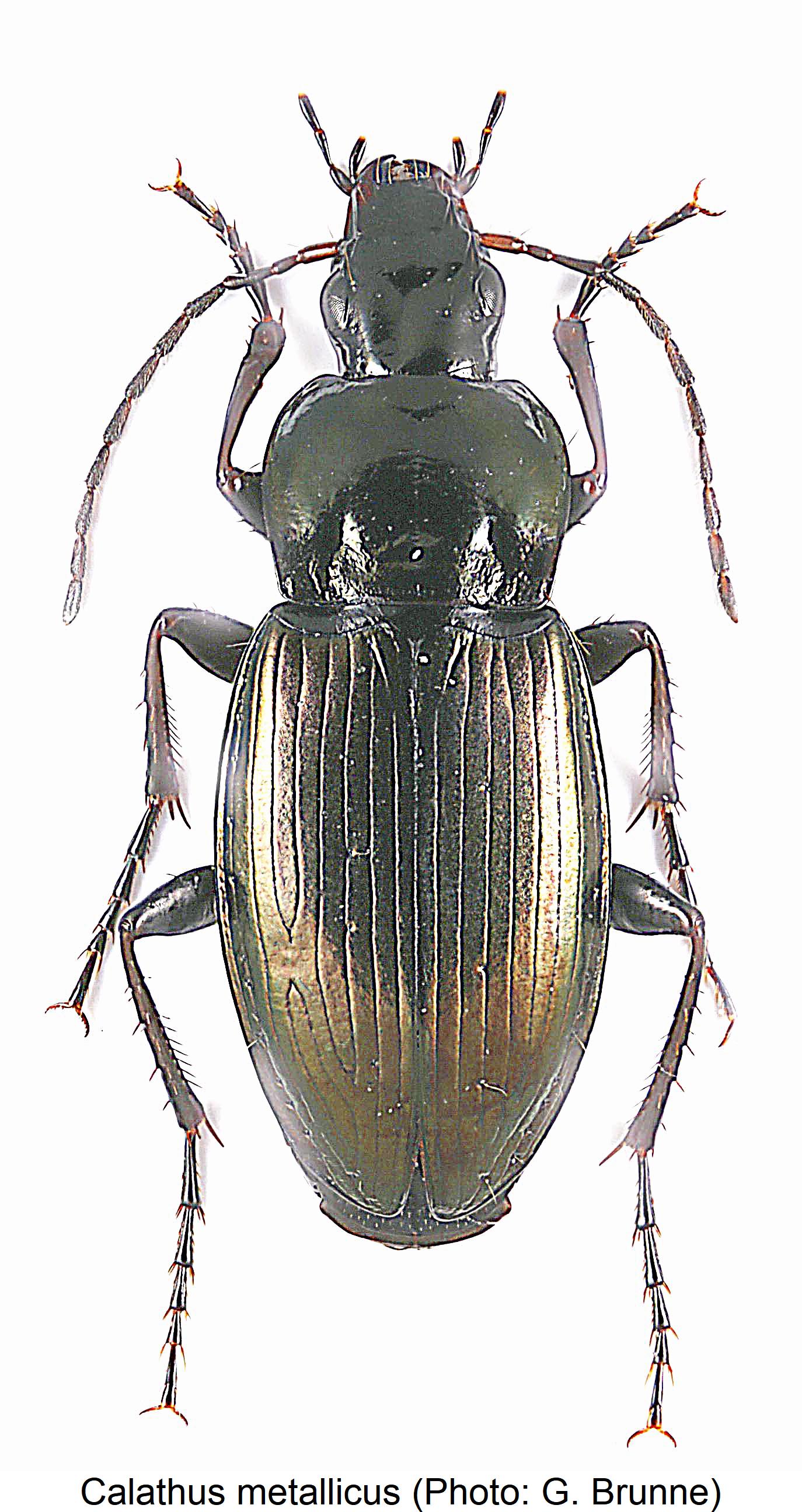 calathus_metallicus_hab.jpg