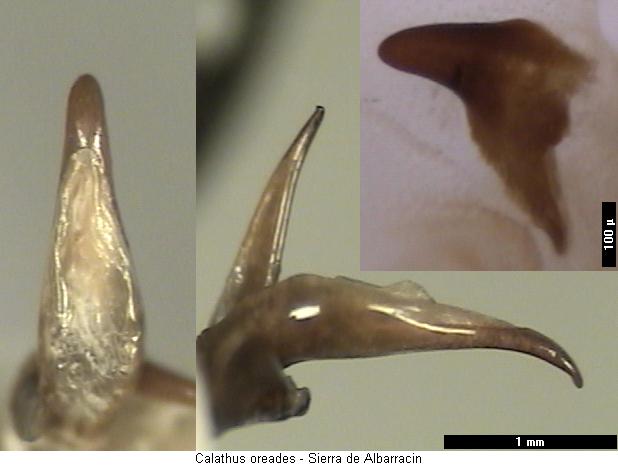calathus_oreades.jpg