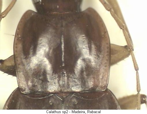 calathus_pecoudi_hsch.jpg