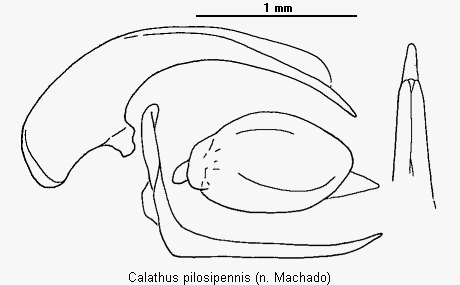 calathus_pilosipennis.gif