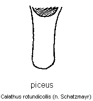 calathus_rotundicollis.gif