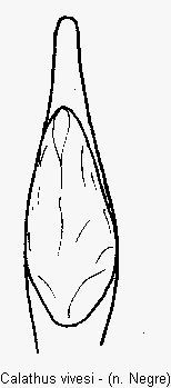 calathus_vivesi.gif