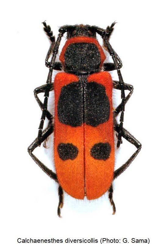 calchaenesthes_diversicollis_hab.jpg