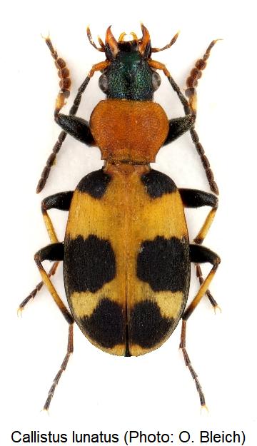 callistus_lunatus_hab.jpg