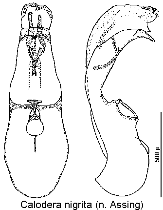 calodera_nigrita.gif